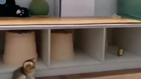 "Purr-fectly Hilarious: The Ultimate Compilation of Adorable Cat Shenanigans!"