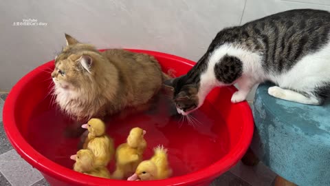 Brave and funny cat😂! The little duck invites the cat to take a bath with him.cute animal videos