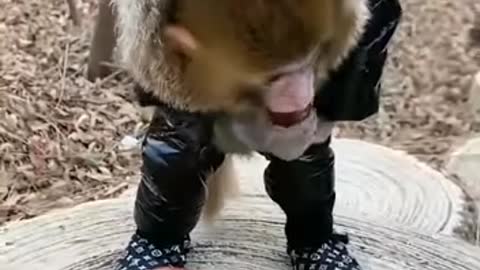 Monkey New Style