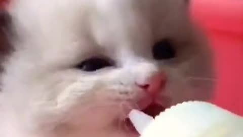 cat during,milk