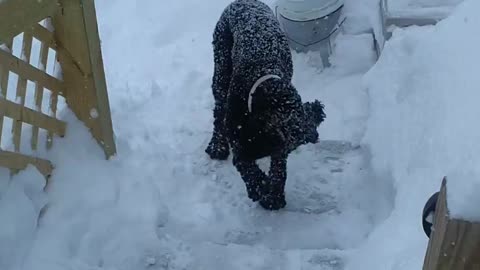 Adorable playtime with the dog in snow