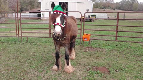 Gypsy Horse Quiggly's Merry Christmas Video