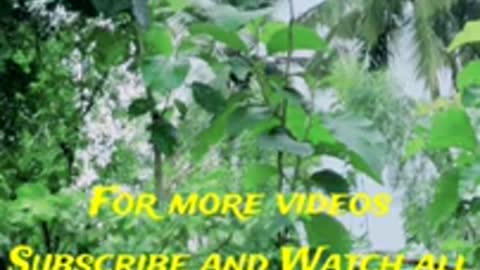 Relaxation nature video