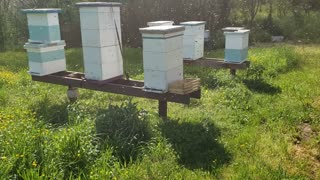 Honey bee swarm 2020 Part 1