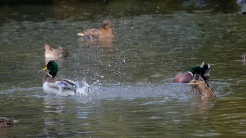 the ducks are so cute!!! apreciate in slow motion