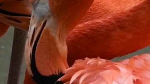 Why do flamingos stand on one leg?