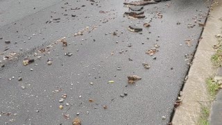 Heavy Rainfall Rips up Street Surface