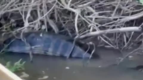 Anaconda gets stuck after eating/ Sucuri fica presa após comer