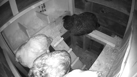 Chickens in the coop overnight time lapse.