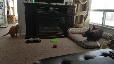 Hyped-up dog tries everything to engage cat in playtime