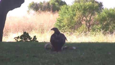 Eagle hunting a rattlesnake caught in action