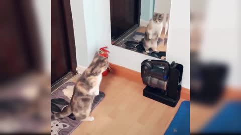 cat in the mirror🤣😹