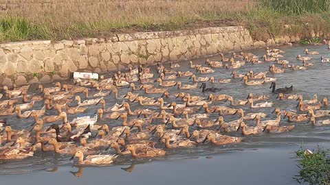 Swimming Duck