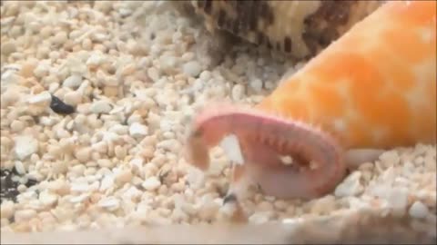 Conus tessulatus captures worm