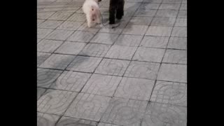 Two Dogs on the Same Leash Have Different Directions in Mind