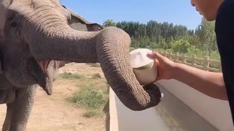 The breeder feeds the elephant coconuts