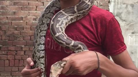 A Little Brave Boy Caught A Big Snake