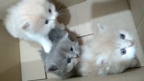 Cute kittens looks very cute
