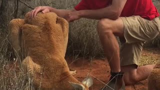 Meet Roger, Kangaroo Sanctuary's Alpha Male