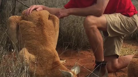 Meet Roger, Kangaroo Sanctuary's Alpha Male