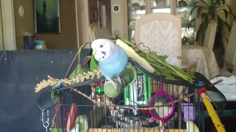 Budgie shaking her head