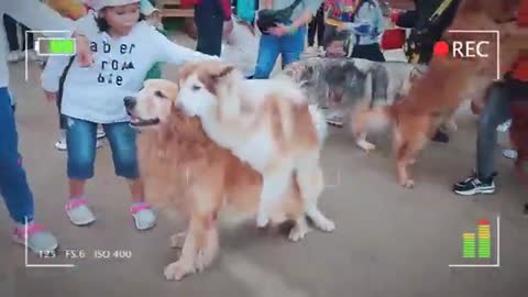 Dog4k HD videos,funnyvideo