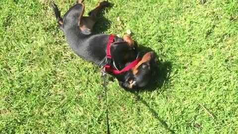 Lazy dog refuses to walk, has to be dragged on leash