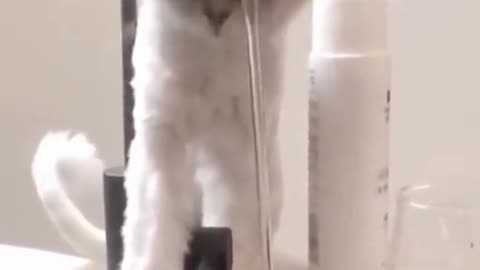 Funniest Cat Video Shows Cat Encounters Strange Mini Shower | Shorts
