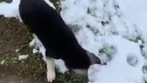 Adorable dog likes to play in snow falling!