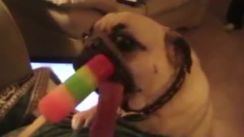 Popsicle Licking Pup