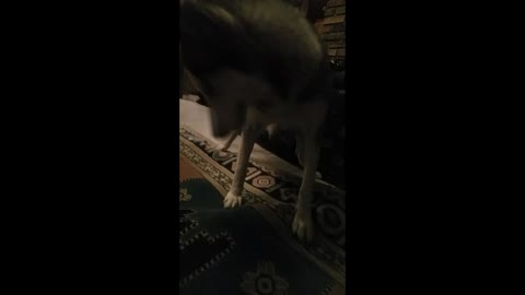 Husky can't figure out how to catch owner's hand