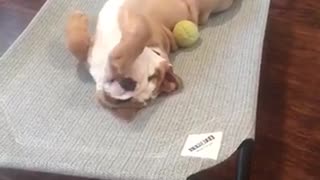 English Bulldog Puppy enjoying his new bed