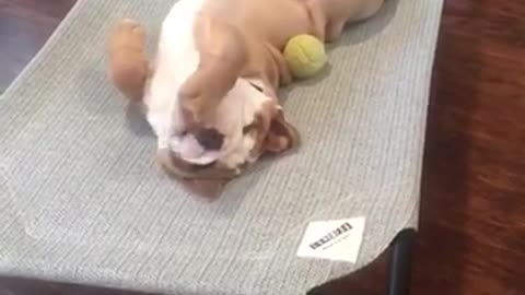 English Bulldog Puppy enjoying his new bed