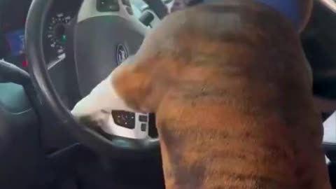 Bulldog Caught Humping The Steering Wheel of A Car 🎡🍆🐕‍🦺