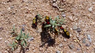 Beetle swarm....