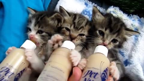 Small kittens eat from a bottle