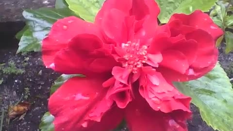 Linda flor hibisco tropical vermelha, conhecida por dragão vermelho [Nature & Animals]
