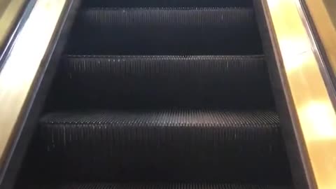 Little poofy grey dog rides on a escalator