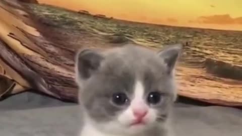 Cute and Funny Cat Videos 😹 Vidéo De Chat À Mourir De Rire 😂 Funniest Cats Compilation n°476