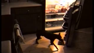 Security Camera Catches Dog Opening Fridge And Stealing Last Slice Of Pizza