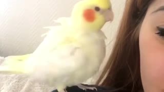 Cockatiel wants to play with owner's eyelashes