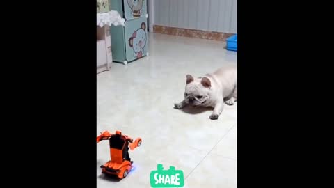 Cute Dog Playing with Car Robots