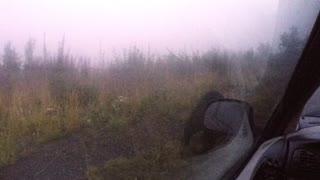 Hungry Bear on Hood of Car