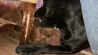 Moose and Bear Battle Under The chair