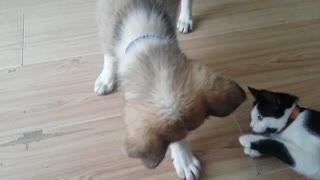 Dog And Cat Playing With Red Ball