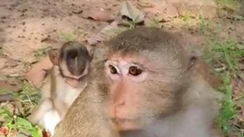 The most beautiful monkeys and babies of cute monkeys you will see 2021