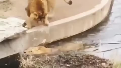 New animal Funny Video Two Lion Falls into water!