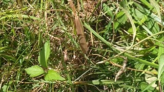 Giant praying mantis.