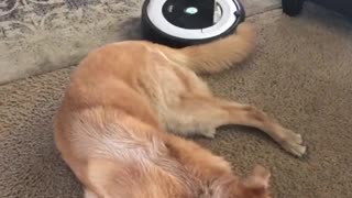 Sleepy Dog Lies Motionless As Robot Vacuum Works Around Her