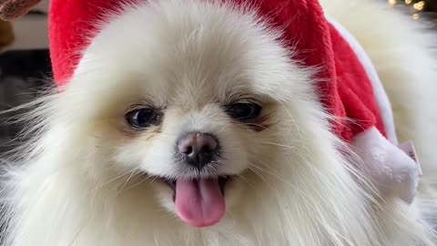 My beautiful dog wearing Christmas hat!